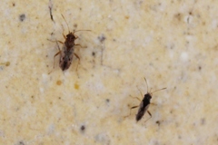 Nysius vinitor