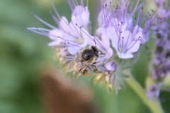 Anthophora