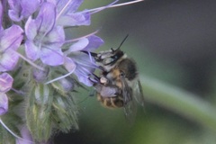 Anthophora
