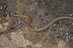 Dryophylax hypoconia
