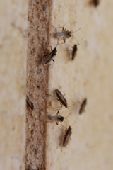 Nysius vinitor