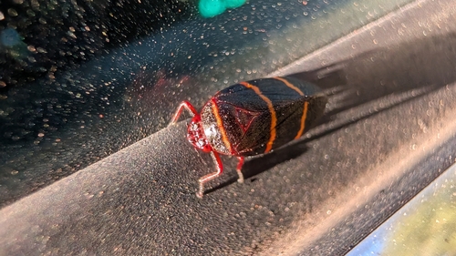Two-lined Spittlebug