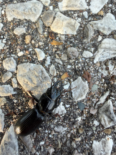 Big-headed Ground Beetle