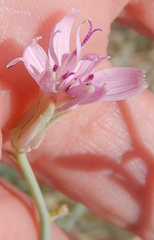 Stephanomeria tenuifolia