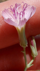 Stephanomeria tenuifolia