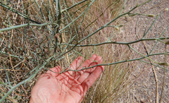 Stephanomeria tenuifolia