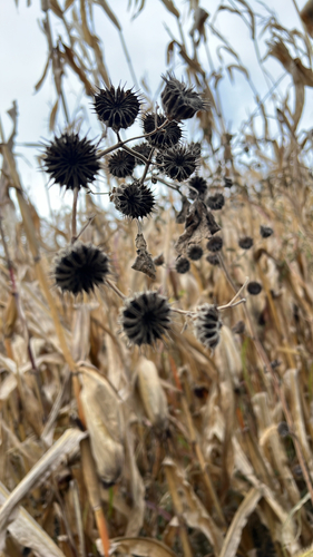 velvetleaf
