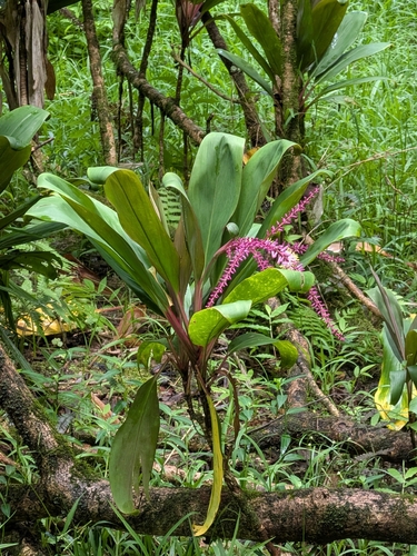 Cordyline fruticosa observed 2026-10-05