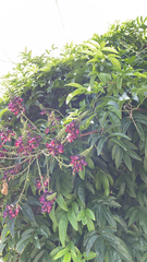 Millettieae