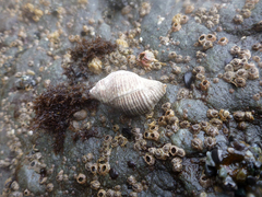 Acanthinucella spirata