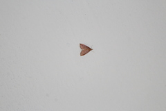 Pyrausta inornatalis