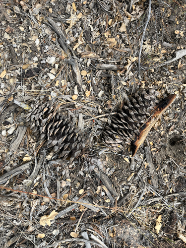 iNaturalist observation photo of sugar pine