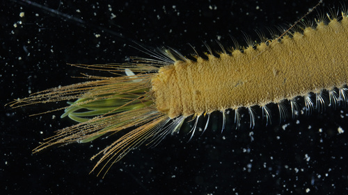 Pluimworm, Oban Bay, Oban, UK, photo 9 of 10