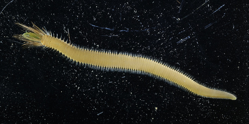 Pluimworm, Oban Bay, Oban, UK, photo 5 of 10