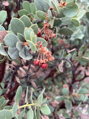 iNaturalist observation photo of Pringle's manzanita