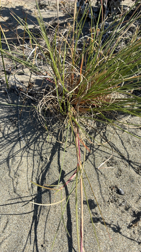 Poa macrantha observed 2026-10-14