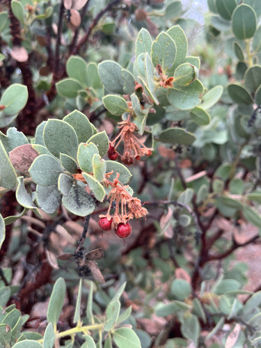 iNaturalist observation photo of Pringle's manzanita