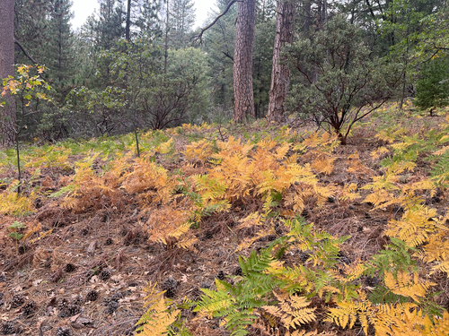 iNaturalist observation photo of common bracken