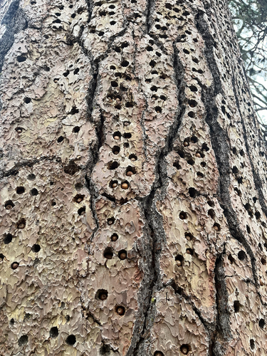 iNaturalist observation photo of Acorn Woodpecker