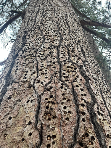iNaturalist observation photo of Pied woodpeckers and allies