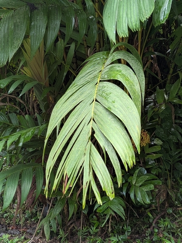 Pinanga observed 2026-10-05