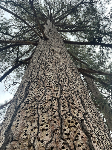 iNaturalist observation photo of Acorn Woodpecker