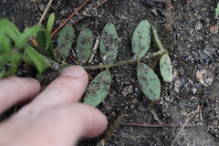 Tephrosia florida