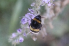Bombus