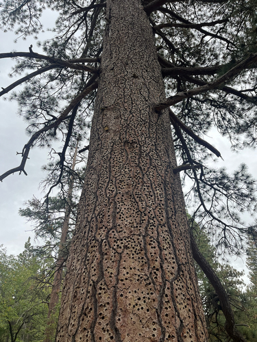 iNaturalist observation photo