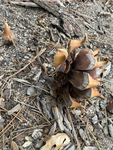 iNaturalist observation photo of Coulter pine