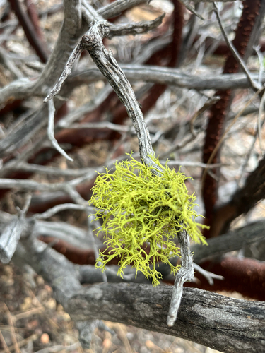 iNaturalist observation photo of Wolf Lichens