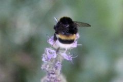 Bombus