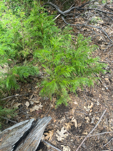 iNaturalist observation photo of California incense-cedar