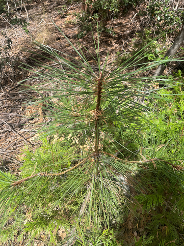 iNaturalist observation photo of Coulter pine