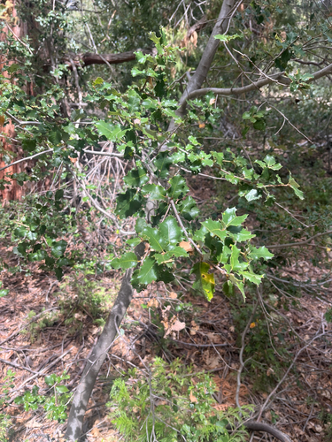 iNaturalist observation photo of canyon live oak