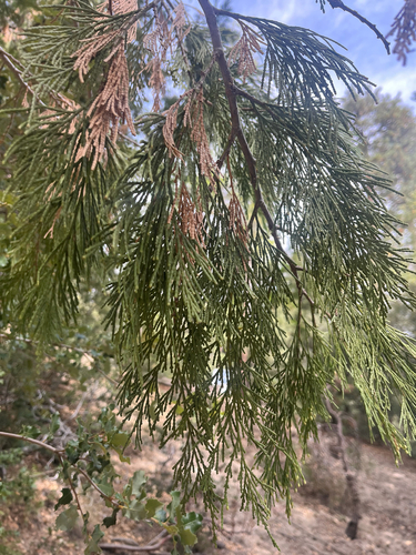 iNaturalist observation photo of California incense-cedar