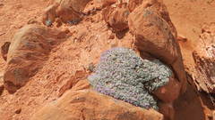 Astragalus spatulatus