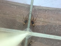 Steatoda