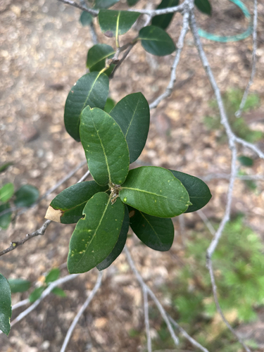 iNaturalist observation photo of canyon live oak