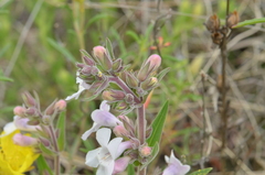 Penstemon albidus