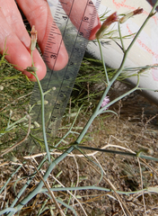 Stephanomeria tenuifolia