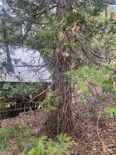 iNaturalist observation photo of California incense-cedar