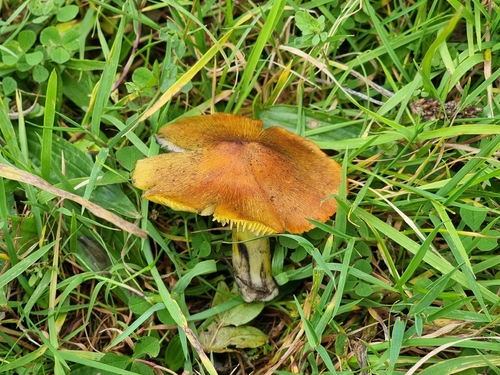 blackening wax-cap