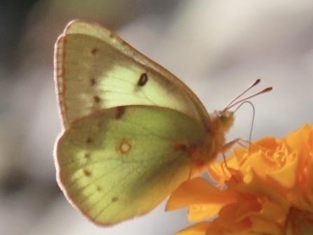 Clouded Sulphur
