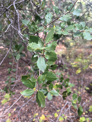 iNaturalist observation photo of canyon live oak