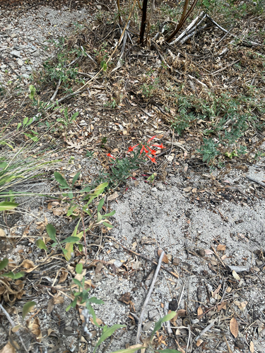 iNaturalist observation photo