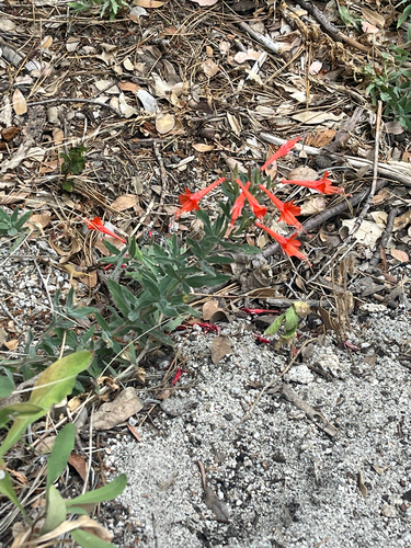 iNaturalist observation photo of California fuchsia