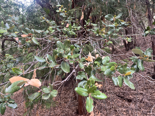 iNaturalist observation photo of canyon live oak