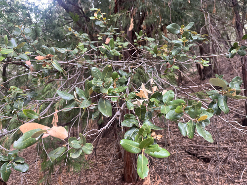 iNaturalist observation photo of canyon live oak