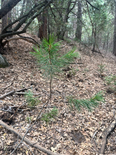 iNaturalist observation photo of sugar pine